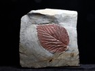 Gorgeous Leaf Fossil  Glendive  Montana