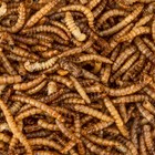 11 Lb Dried Mealworms High Protein Bulk Sale Non-gmo Food For Chicken bird duck