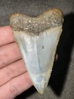 Huge Fossil Great White Shark Tooth Not Megalodon Mako Hastalis Teeth 
