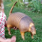 1800 s   Early Antique Armadillo Taxidermy   Unique Weird Odd Scary Spooky Armor