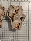Florida Agatized Coral Fossil  Pair  Unpolished Chalcedony Geode Fluorescent 
