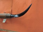 Mounted Steer Bull  Horns  3 7  Tip To Tip  751 Bull Horn Longhorn