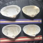 Natural Witch   s Seashell  Ocean Altar Decor  Ritual Offering wicca 4pcs  Lot 10