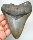 Megalodon Shark Tooth Real Fossil- 4 25    Shark Teeth No Restorations Natural