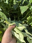 60ct Bush Bean Seeds Vegetable Garden Heavy Producer Non-gmo 60                                          