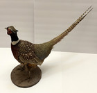 Ringneck Pheasant Taxidermy 26  Tail Bird On Pedestal Mount Excellent Condition