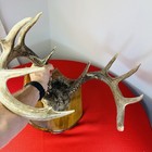 20    Trophy Buck Antler Mount Thick Heavy White Tail Deer Decor Taxidermy Cabin