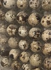 30 Hollow Quail Eggs - Hand Blown Eggshells For Crafts   free Shipping  