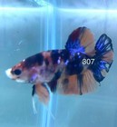 Betta Nemo Koi Male Multi Live Fish Usa High Quality  307