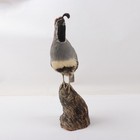 Handsome Gambels Quail  Grouse Pheasant Taxidermy Bird Art
