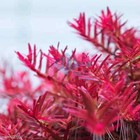 Rotala Hra Aquarium Mid-ground Background Red Plant Aquatic Submerged