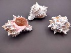 Pink Murex Seashells Murex Erythrostomus  3 Shells Approx  2  Inches 