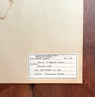 Antique Herbarium Pressed Botanical Specimen 1915  White Clover 11  X 17 