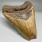 4 08  Colorful Fossil Megalodon Shark Tooth
