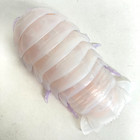    used    Bandai Gashapon Action Figure Daiogusokumushi Giant Isopod Clear 15cm