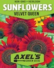 Sunflower Seeds For Planting- Vibrant Red Bulk Velvet Queen - Heirloom Non Gmo