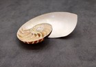 Natural Nautilus Seashell Left Cut Single Half  1 Shell Half Approx  6  Inches 