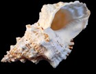 Pacific Lampas Shell Seashell 7    Beach Cottage Decor  frog Bursa  Nautical