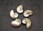 Pearlized Nautilus Seashell Polished Nautilus  1 Shell Approx  3  Inches 