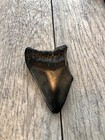 Rare 3 5    Megalodon   shark Tooth   fossil Teeth Kids Gift Prehistoric Present  