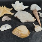Sea Shells Lot Assorted Natural Coral Starfish Spiral Craft 1 153 Lb Beach Decor