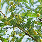 Hybrid Indian Gooseberry   Amla   Graft Plant   1 Bare-root Plant
