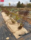 Burlap Fabric Roll 3 Ft X 150 Ft - Bulk Burlap -gardening  Tree Protection  W   