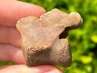 Rare Florida Fossil Dire Wolf Vertebrae Bone Pleistocene Ice Age Mammal