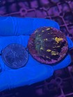 Magic Carpet Mushroom Coral Lps