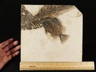 Two  Species  Rare Priscacara Fish Fossil And Huge Diplomystus On Matrix Wyoming