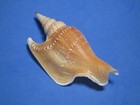 Strombus Listeri Gray  1852   A Classic Collectible     127 0mm 