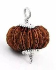 Fourteen Mukhi  14 Face Natural And Certified Nepal Rudraksha Pendant