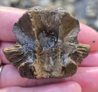 Rare Pristine Mosasaur Basioccipital Braincase Skull Bone Fossil Tx Ozan Fm