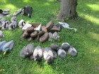 Vintage Duck   Goose Decoy Collections Large Lot 200 Plus Serious Collector Lot