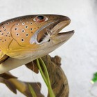 Brown Trout Sculpture Driftwood Fly Fishing Art Mount - Beautiful