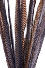 Golden Pheasant Tail Feather Natural Stripes 12 Pcs 20 -25  Long Crafts Hat 146e