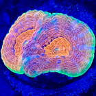 Pineapple Acan Echinata Frag  Live Saltwater Aquaculture Coral For Reef Aquarium