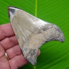 3 74     Megalodon Shark Tooth Real Fossil Sharks Teeth No Restoration