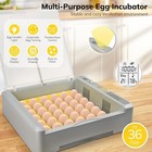 Incubadora De Huevos  Incubadora De 36-60 Huevos Con Giro Autom  tico De Huevos
