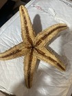 Sugar Starfish  Vintage Piece 8  X 7 