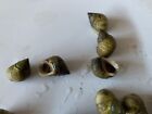 25 Live Saltwater Periwinkle Snails For Aquarium Fish Tank Filter Algae Detritus