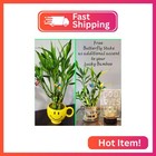 5 Lucky Bamboo Plants 4 Inches With Butterfly Stake  Gift  Perennial Indoor  Bri