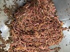 Red Wiggler Composting Worms  100 Adults With Bedding