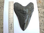 7 Inch Long Megalodon Tooth Replica Big Fossil Giant Relic Teeth Huge Shark New