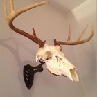 Dorighary European Deer Skull Hanger Little Trophy Mount Kit For Taxidermy Black