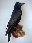Taxidermy Rook Crow Bird Real Stuffed Mount Animal Gothic Tattoo Driftwood