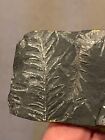 Extinct Fossil Fern Plant Leaf Plate From St Clair Carboniferous Age 300 Million