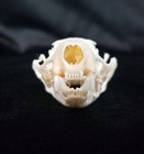 Real American Mink Skull - Neogale Vison - Generic Listing - American Sourced