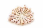 50 Tiny Purple Turretella Shells  3 4-1 1 4   Beach Crafts Coastal Decorating