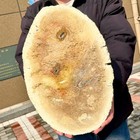 7 67lb  Large Natural Petrified Wood Crystal Fossil Slice Shape Specimen Healing